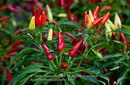 Sweet Pepper